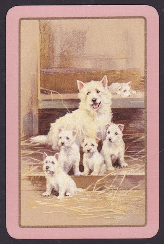 West highland white - highland, terrier