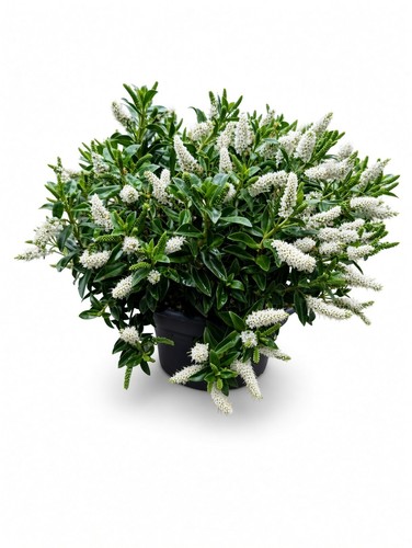White flowering hebe shrub - flowering,
