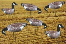 CANADA Geese Photo REAL