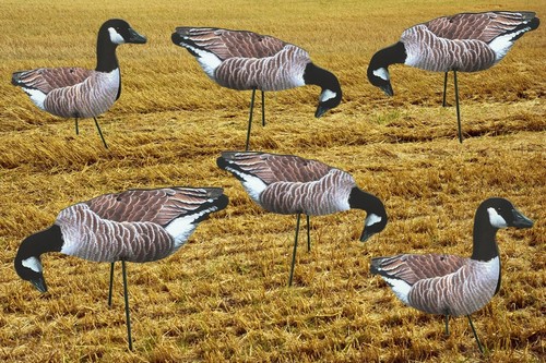 Canada geese photo - geese,