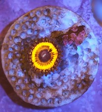 WYSIWYG Zoa Zoanthids Soft