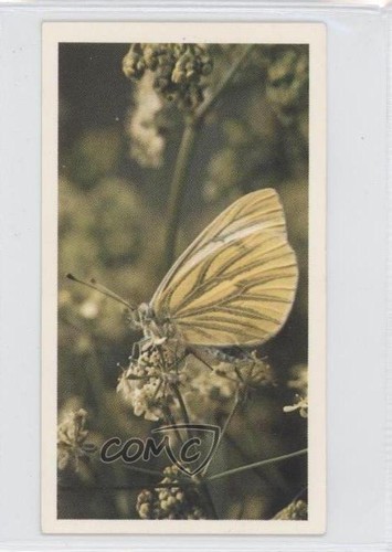 1983 grandee british - 1983,