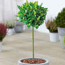 Standard Kitchen Bay Leaf Tree | Garden Patio Hardy Laurus Nobilis Herb | 2-3ft
