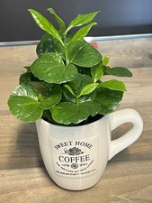 ⸻Coffee Plant in Decorative