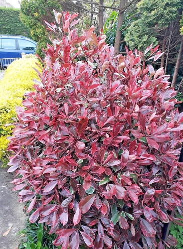 Photinia blackberry gem black - photinia,