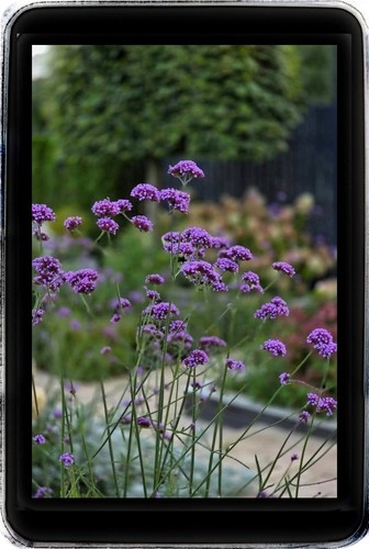 Verbena bonariensis plants - 2,
