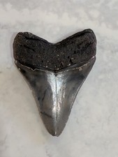 Large Fossilised Shark Tooth
