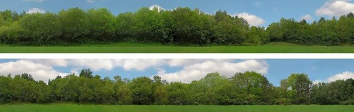Backgrounds gauge tall trees - n,
