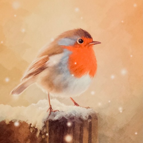 Pack charity christmas - of,
