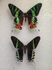 Day Flying Moth Set Specimens
