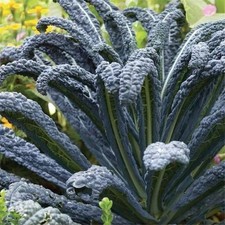 ORGANIC Italian Cavolo Nero Di Toscana Kale, Sow Feb-Sept, Used On TV, 200 Seeds