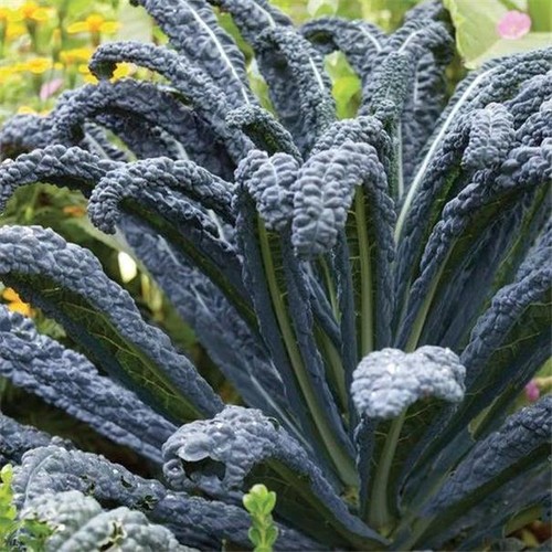 Organic italian cavolo - cavolo, di