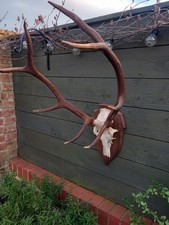 Taxidermy  Red Deer Antlers