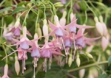 Hardy Fuchsia grayrigg 9cm Pot