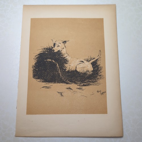 Original 1904 antique dog - original,