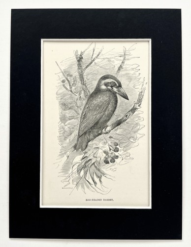 Red headed barbet mounted - red,