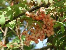 Sorbus Apricot Queen Tree 6ft