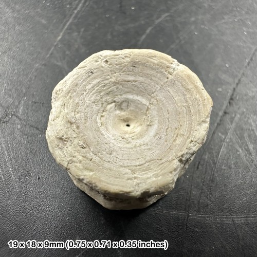 Fossilized shark vertebra