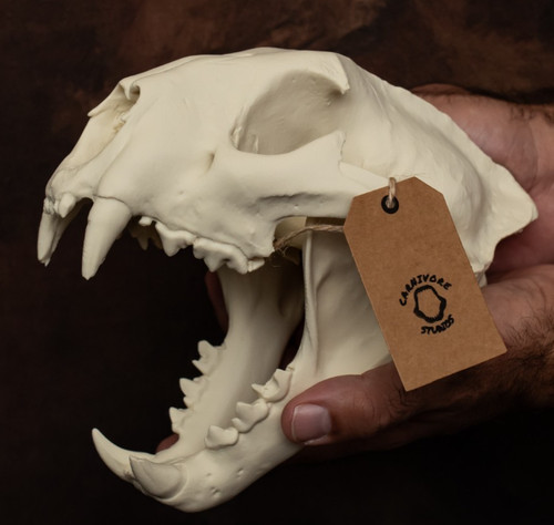 Cougar skull replica life - life, size