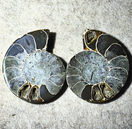 Polished ammonite pair cleaved - pair,