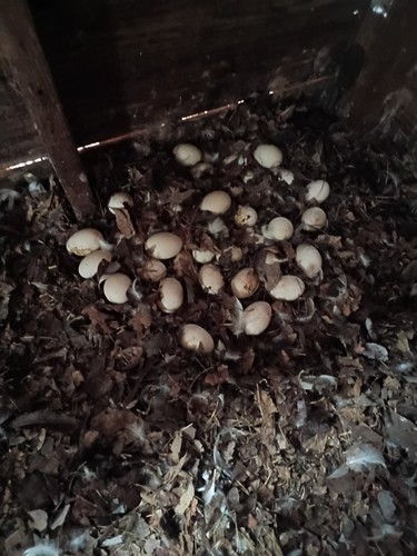 Potentially fertilized duck - potentially,