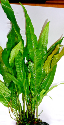 Aquarium live plant bunch - live, java