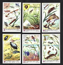 Pond Life & Water Insects