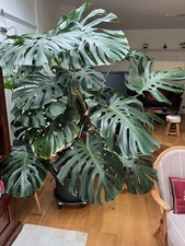 Monstera Large Indoor Plant