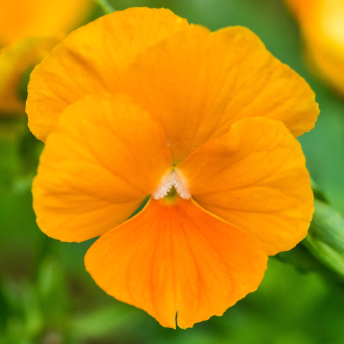 Viola orange hardy vibrant - viola,