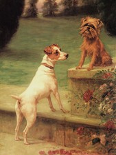 BRUSSELS GRIFFON & FOX TERRIER