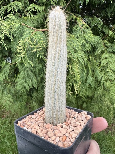 Micranthocereus flaviflorus - micranthocereus,