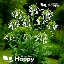 Woodland Tobacco - 5 000 Seeds