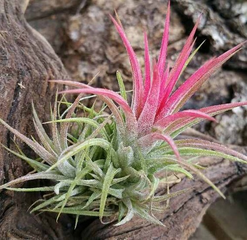 Air plant ionantha all - ionantha,