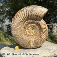 Perisphinctes fossil ammonite