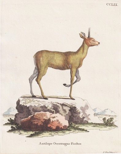 Clip jumper antelope - ,