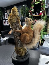 Red Squirrel Mounted On A Branch Taxidermy - Wooden Base