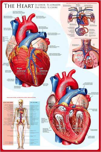 Anatomy the human heart - human,