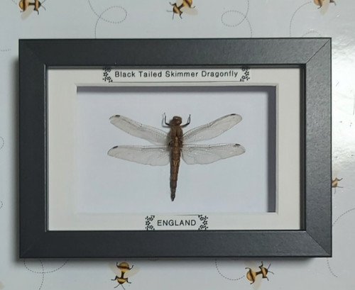 Taxidermy real framed - taxidermy,