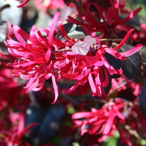 Loropetalum chinese witch - 'chinese,