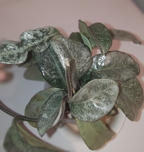 Hoya grey ghost carnosa fresh - grey,