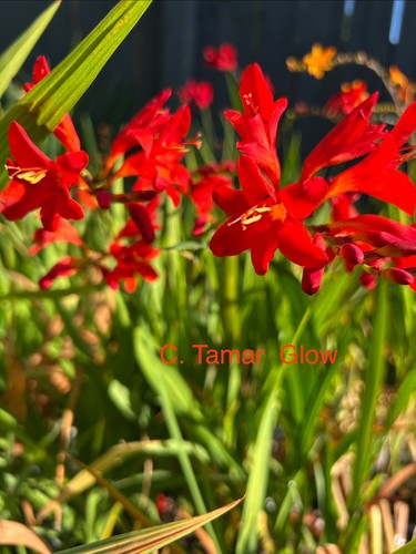 Crocosmia tamar glow - x, 4