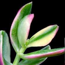 Variegated money plant Crassula Oblique Tricolour in 6cm pot.