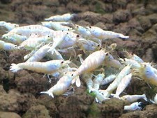 Algae Strips Shrimp Food by Bonsai Shrimp Crystal Red Cherry Yellow Green Blue