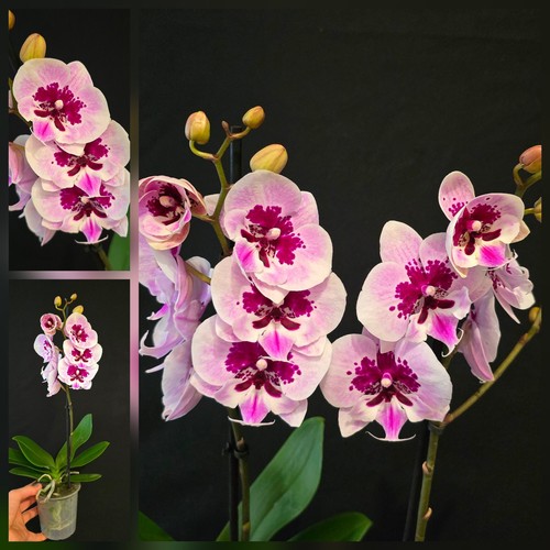 Phalaenopsis aladdin lioulin - phalaenopsis, (lioulin