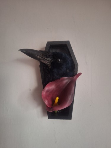 Taxidermy carrion crow head - taxidermy,