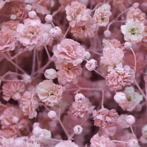 Pink baby breath seeds - baby's,