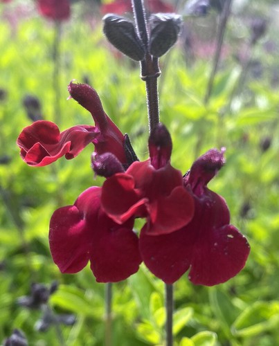 Salvia royal velour plant - salvia,