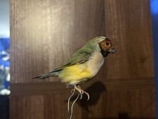 Taxidermy Gouldian Finch