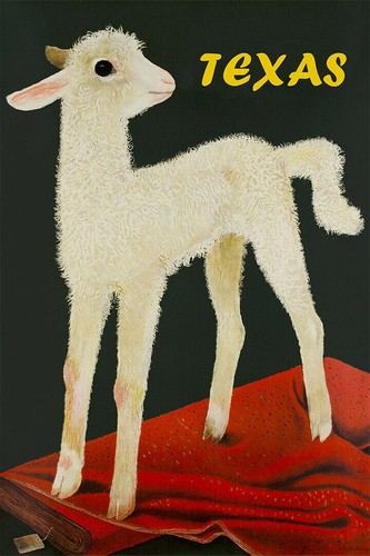 363121 white sheep texas farm - texas,