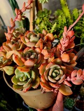 Echeveria White Moonlight |